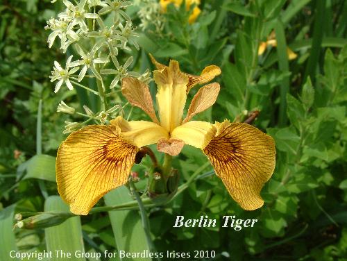 Iris 'Berlin Tiger'2